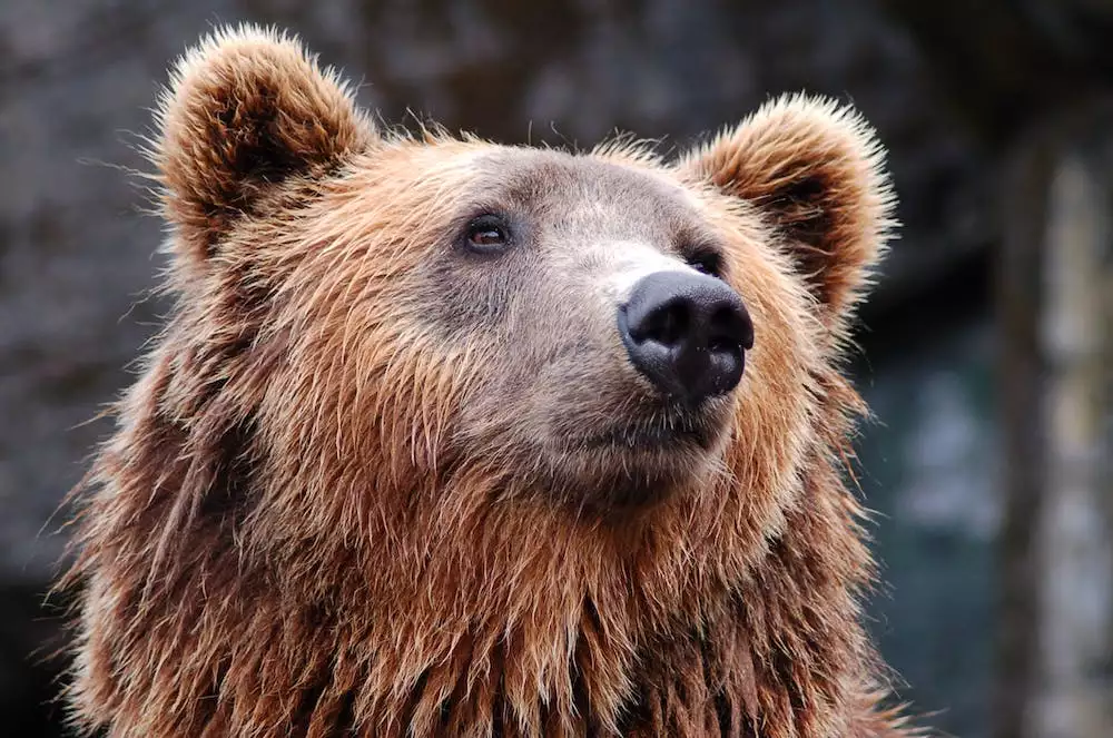 Medvěd Grizzly