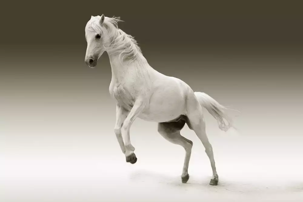 Hobby Horse Bazar