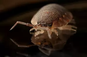 Lady Bug