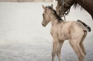My Little Pony Postavy